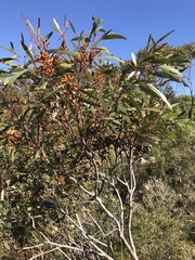 Eucalyptus foecunda
