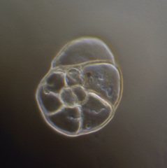 Heronallenia lingulata
