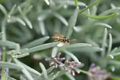 Polistes dominula