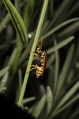 Polistes dominula
