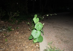 Menispermum dauricum