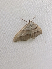 Perizoma parallelolineatum