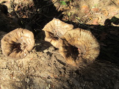 Lentinus sajor-caju image