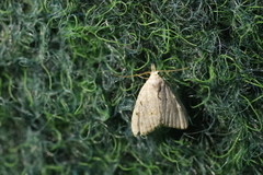 Nola aerugula