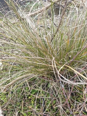 Carex litorosa