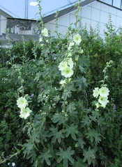 Alcea rugosa