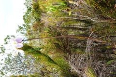 Heliophila linearis linearifolia