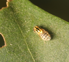 Thaumatomyia