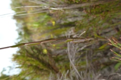 Heliophila linearis linearifolia