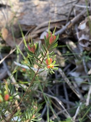 Darwinia biflora