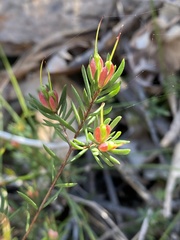 Darwinia biflora