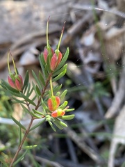 Darwinia biflora
