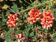 Indigofera discolor