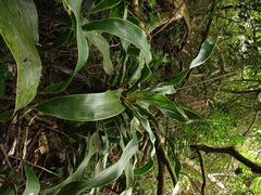 Dracaena aletriformis