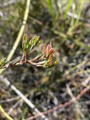 Darwinia biflora