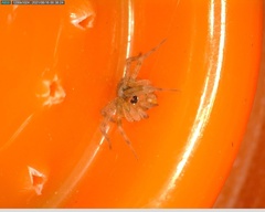 Tegenaria mediterranea