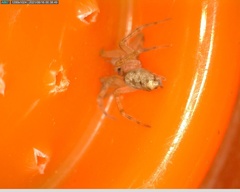 Tegenaria mediterranea