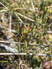 Darwinia biflora