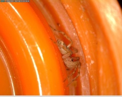 Tegenaria mediterranea