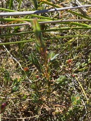 Darwinia biflora
