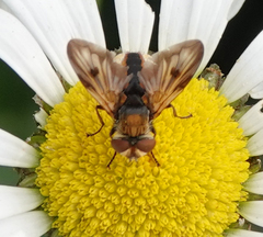 Ectophasia crassipennis