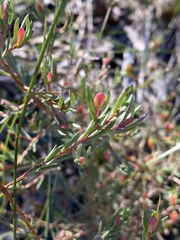 Darwinia biflora