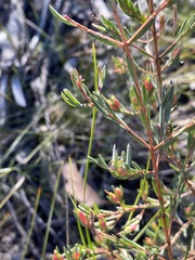Darwinia biflora