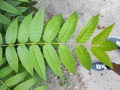 Ailanthus altissima