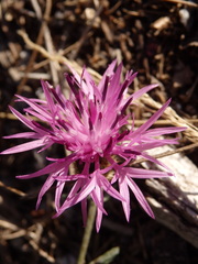 Centaurea limbata