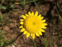 Cotula pruinosa