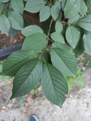 Prunus
