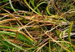 Sparganium glomeratum