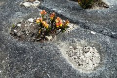 Hermannia concinnifolia