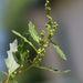Oak-leaved Goosefoot - Photo (c) Norbert Sauberer, some rights reserved (CC BY-NC), uploaded by Norbert Sauberer