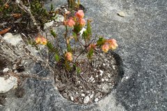 Hermannia concinnifolia