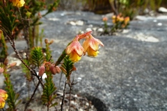 Hermannia concinnifolia