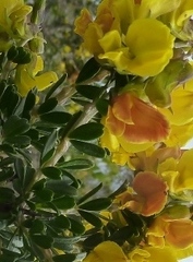 Wiborgiella