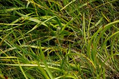 Sparganium glomeratum