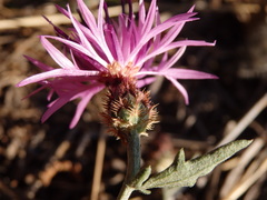 Centaurea limbata