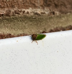 Iassus lanio