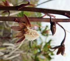 Eulophia bolusii