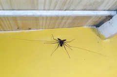 Acanthophrynus coronatus