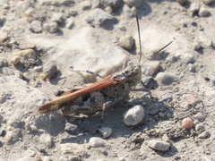 Psinidia fenestralis