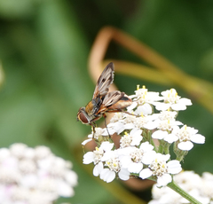 Ectophasia crassipennis
