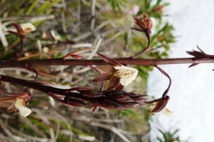 Eulophia bolusii