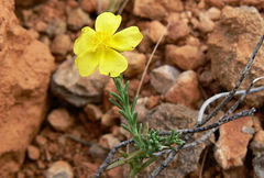 Fumana ericifolia