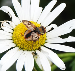Ectophasia crassipennis