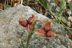 Fumana ericifolia