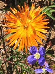 Lampranthus aureus