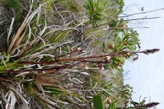 Eulophia bolusii